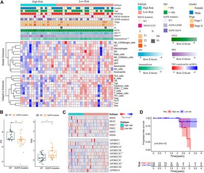 Establishment and Application of a Prognostic Risk Score Model Based on Characteristics of Different Immunophenotypes for Lung Adenocarcinoma